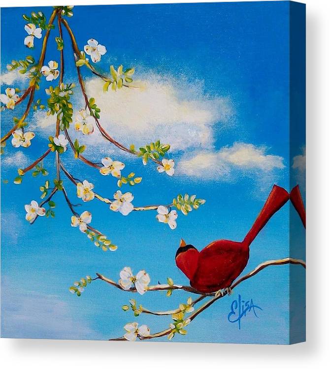 Cardinal on dogwood branch - Canvas Print