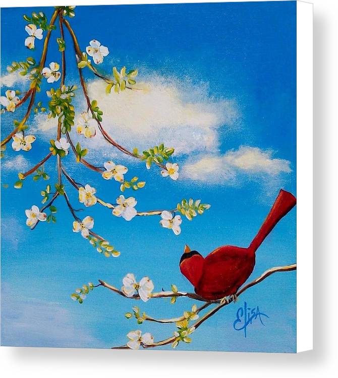 Cardinal on dogwood branch - Canvas Print