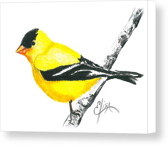 American Goldfinch - Canvas Print