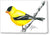 American Goldfinch - Greeting Card
