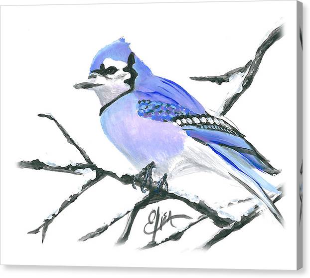 Blue Jay - Canvas Print
