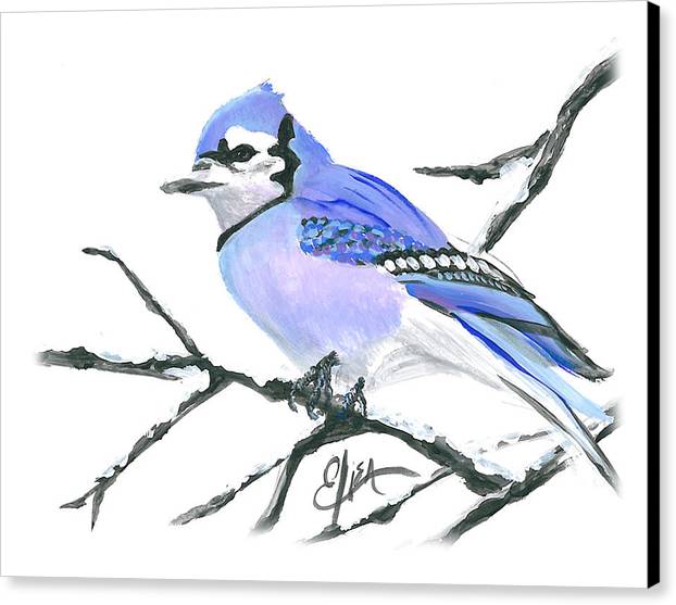 Blue Jay - Canvas Print