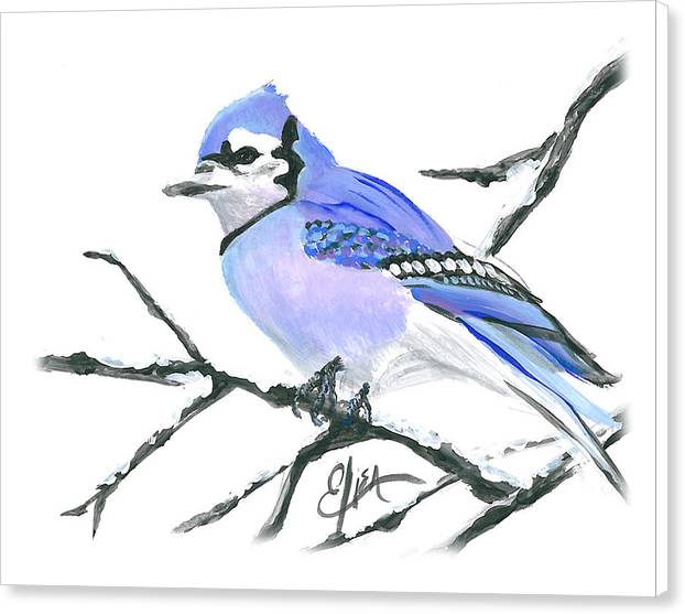 Blue Jay - Canvas Print