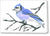 Blue Jay - Greeting Card