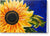 Bold Sunflower - Greeting Card