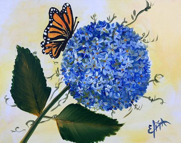 Butterfly kisses Hydrangea  - Art Print