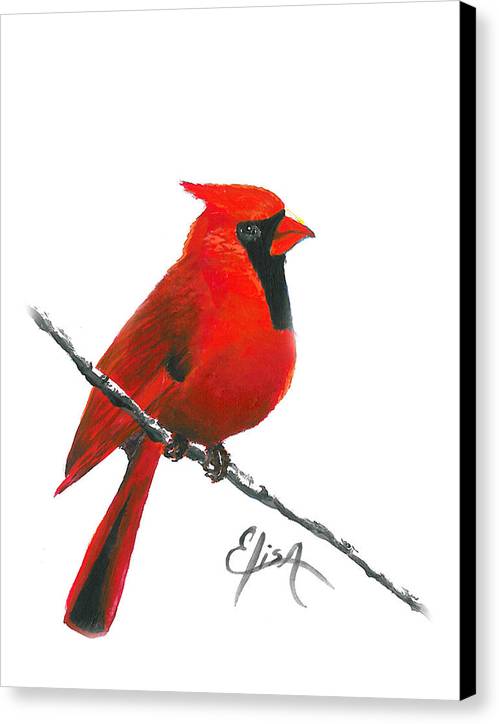 Cardinal - Canvas Print