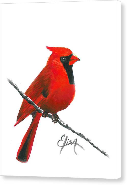 Cardinal - Canvas Print