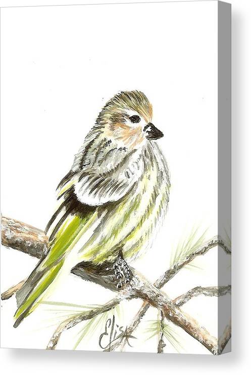 Pine Siskin Finch - Canvas Print