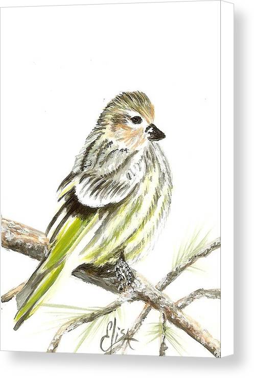 Pine Siskin Finch - Canvas Print
