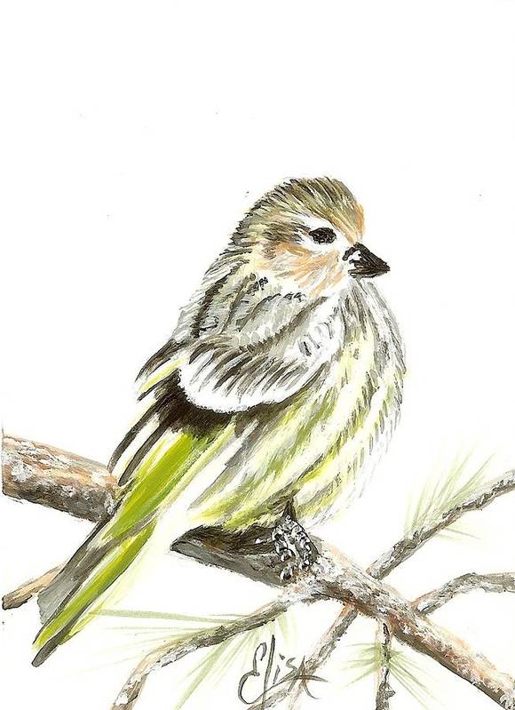 Pine Siskin Finch - Art Print